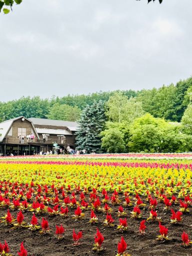 北海道ファーム富田、虹色の花畑が広がる夢のSNS映えスポット。 | Trip