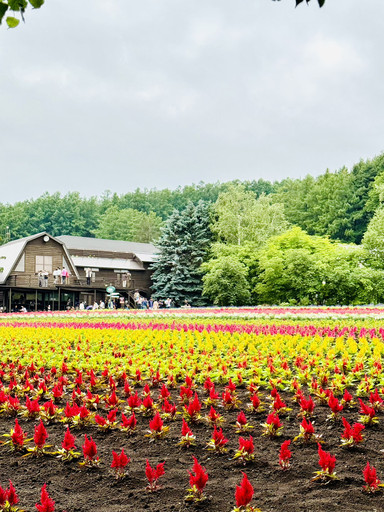 北海道ファーム富田、虹色の花畑が広がる夢のSNS映えスポット。 | Trip