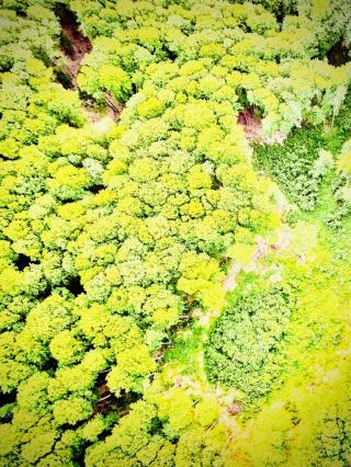 Tolbachik North Breach and the Mossy Lava Field: The 1975–76 Martian Plaineasytravelpost #Tolbachik
