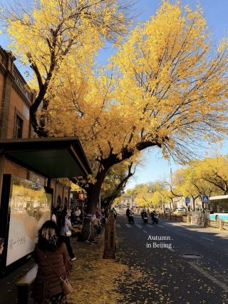 Autumn is here! Already dreaming of Beijing's fall colors...🍂