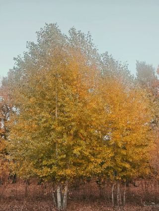 A Little Autumn Happiness in Hulunbuir Grassland