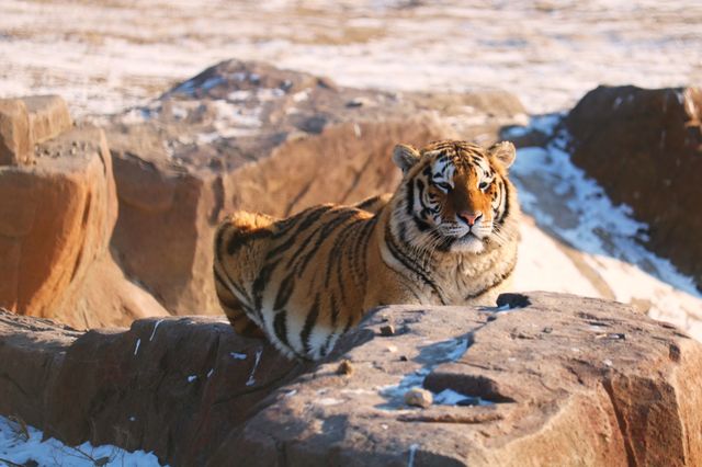 A Wild Encounter in Harbin 🐯🌲