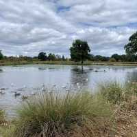 Bushy Park - London