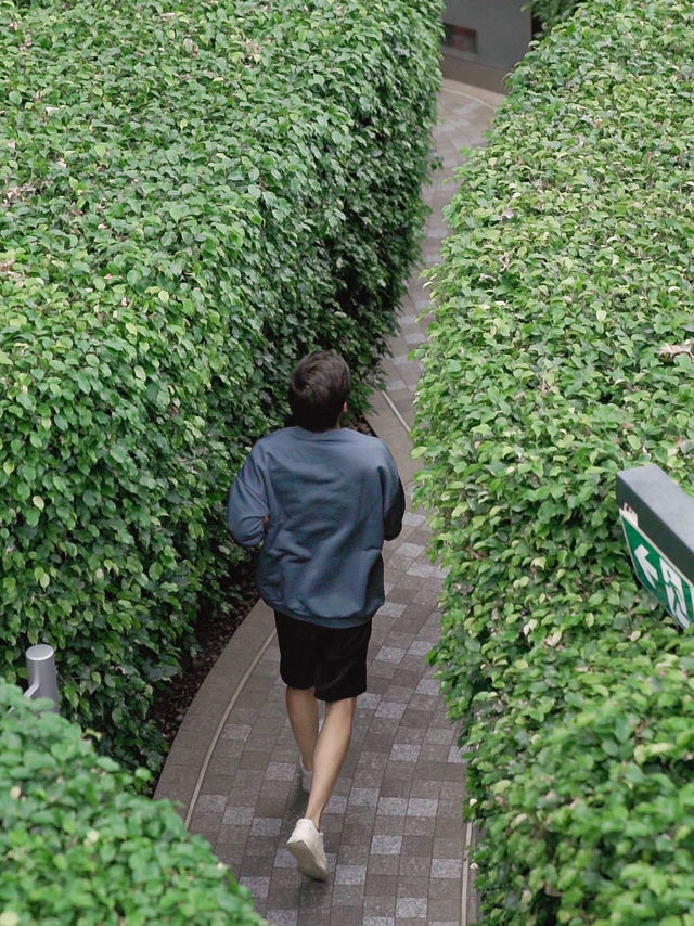 Hedge Maze