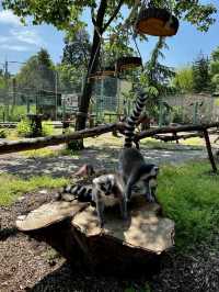 Debrecen Zoo & amusement park