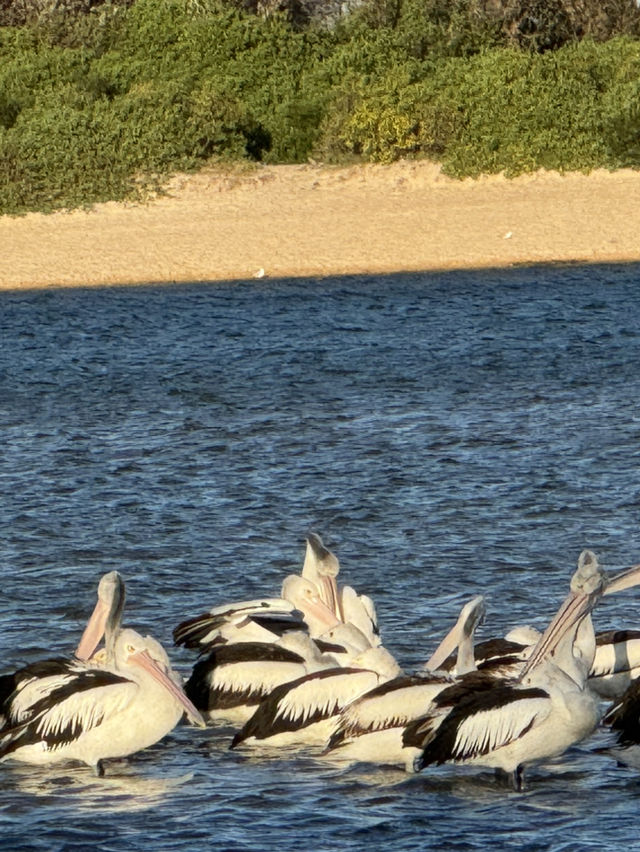 【シドニー郊外】癒し旅。Terrigal Beachでのんびり海ランチと、かわいいペリカンたちに会える場所