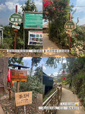 南糯山古茶园 参考图 3