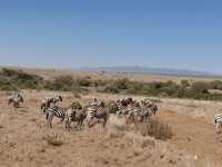 10 days kenya and tanzania safari 