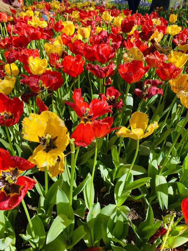 ISTANBUL SPRING SHOWER WITH THE COLOURS 