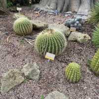 Spectacular Adelaide Botanic Garden 🇦🇺