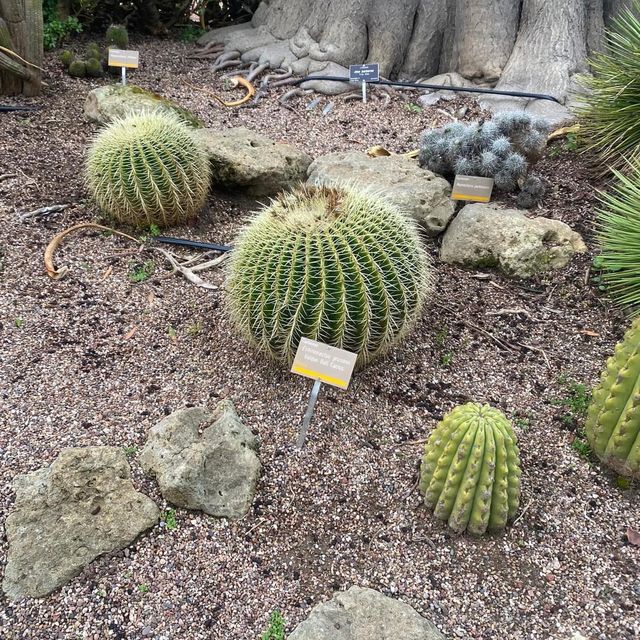 Spectacular Adelaide Botanic Garden 🇦🇺