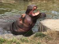 Shanghai Wild Animal Park 🦏
