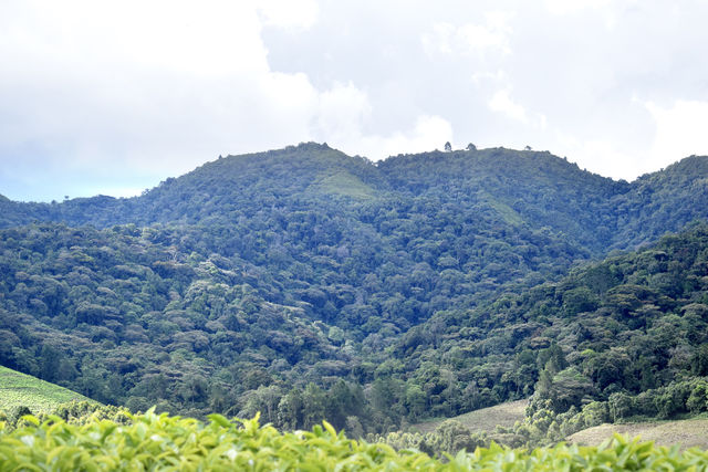 Burundi green scenery 