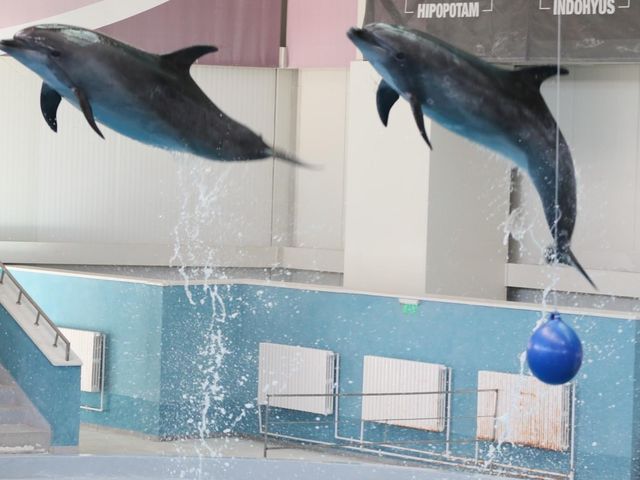 Dolphinarium Constanta Romania 🇷🇴