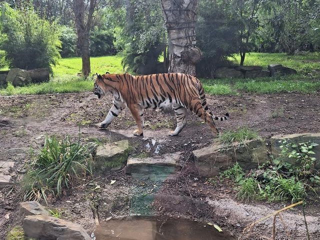 Dublin Zoo 🐪