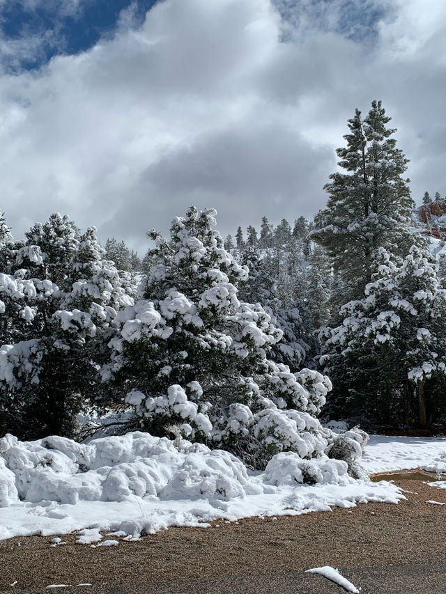 Hike Near Nature’s Christmas Trees