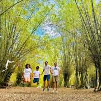 Bamboo Forest 