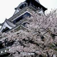 🌸Cherry blossom in Kumamoto🌸