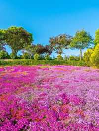 💕💐 코트잔디 동산 💐💕