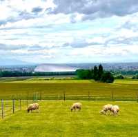 🐑羊之丘展望台🐑山頂觀景台看綿羊🐏品嚐鮮羊奶