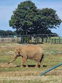 Woburn Safari Park was wonderful 🇬🇧