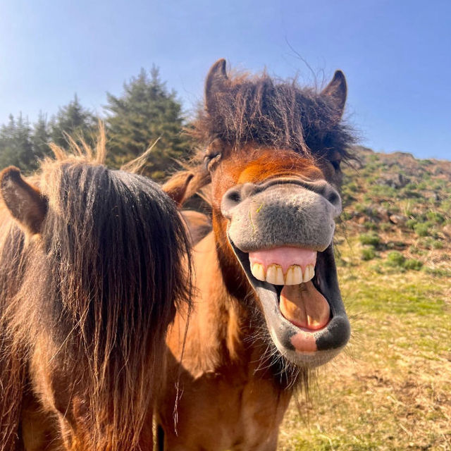 Riding tiny horses in Iceland 🗺️