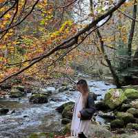 Nature’s Autumn Canvas: Motor Trip to Aira Force Waterfall
