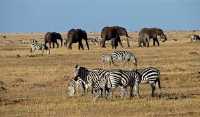 5 Days Tanzania Safari from Zanzibar