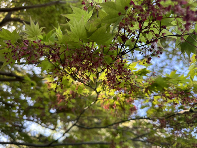 [Japan 2025 ] Yoyogi Koen April 2025