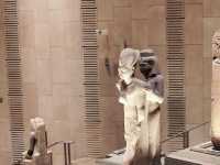 new Grand Egyptian Museum. The largest archaeological museum in the world