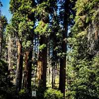 🌲 One Day in Sequoia National Park: Giant Wonders in a Short Time 🏞️📸