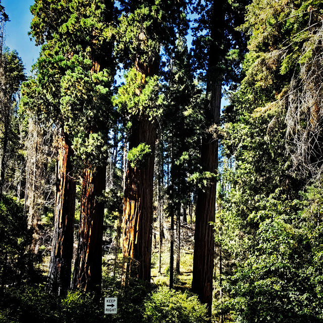 🌲 One Day in Sequoia National Park: Giant Wonders in a Short Time 🏞️📸