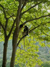 The cutest monkeys in Thailand!