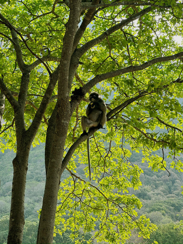 The cutest monkeys in Thailand!