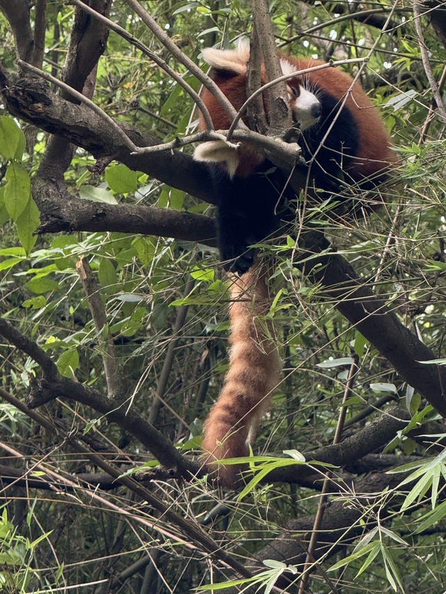 🐼🌶️ Chengdu: Pandas, Peppers & Fun