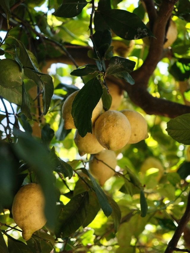 A Citrus Escape in Sóller, Mallorca 🍋🌿
