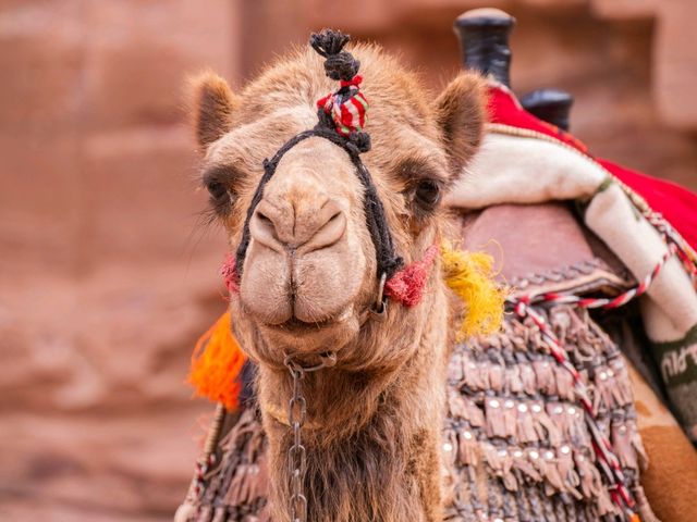Petra – The Rose-Red Jewel of Jordan 🏜️✨