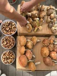 Fish Village Adventure: Meet Hoblings and Knights in Kaliningrad
