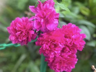 Claude Monet’s Garden