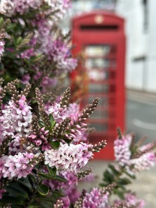 Spring in London 