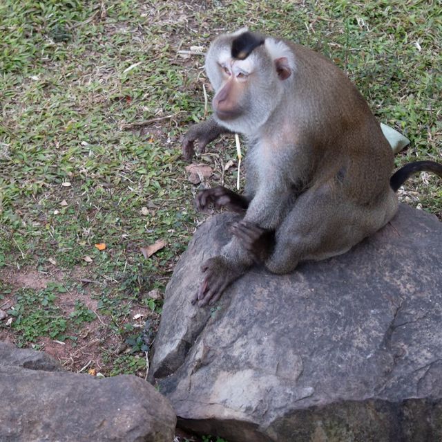 Animals of Guangzhou Zoo