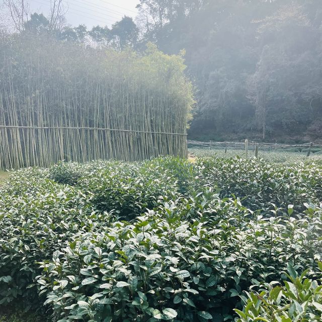 Nine Creeks Misty Forest 🌳 | Hangzhou 