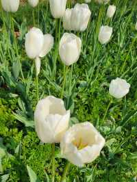 Be in love with these gorgeous tulips 🌷 