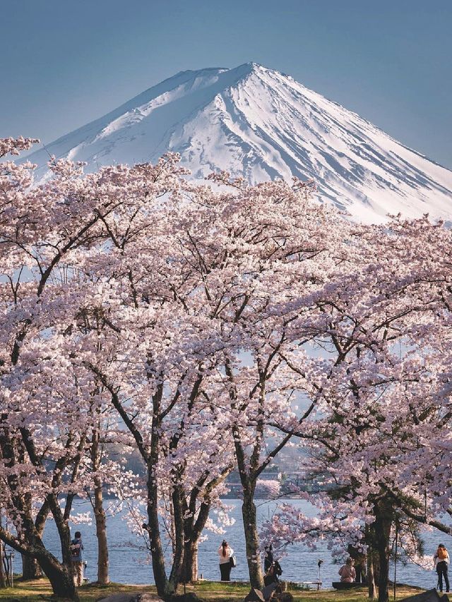 Japan's Mount Fuji 🌸 | A Collection of Cherry Blossom Viewing Spots at Mount Fuji
