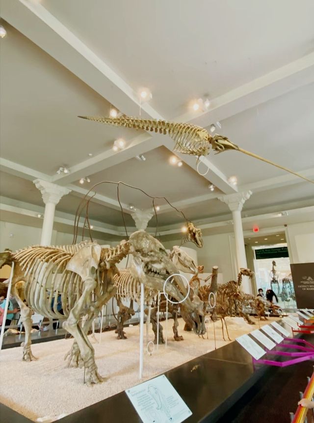 Boston's must-visit spot for taking photos! Harvard Museum of Natural History! A place worth seeing 🌻.