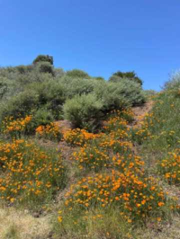 Enjoy the spring scenery, hike in the Wild Wolf Mountain area park in April.