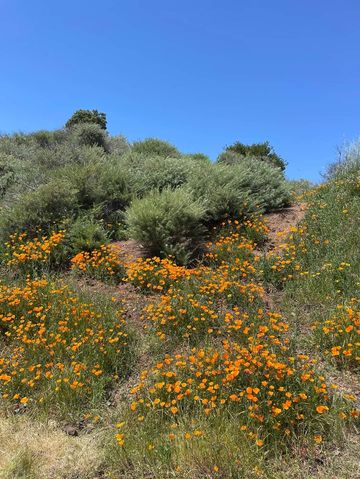 Enjoy the spring scenery, hike in the Wild Wolf Mountain area park in April.