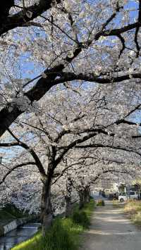Nara's Saho River Sakura 🌸 A lesser-known spot for cherry blossom viewing, but a huge and beautiful area!