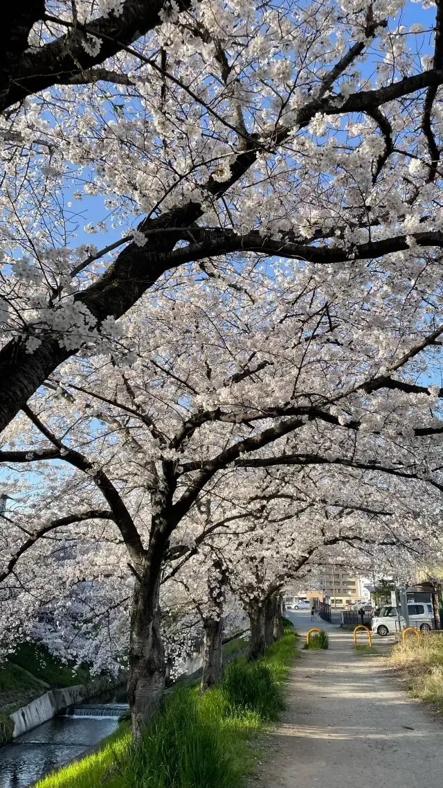 Nara's Saho River Sakura 🌸 A lesser-known spot for cherry blossom viewing, but a huge and beautiful area!