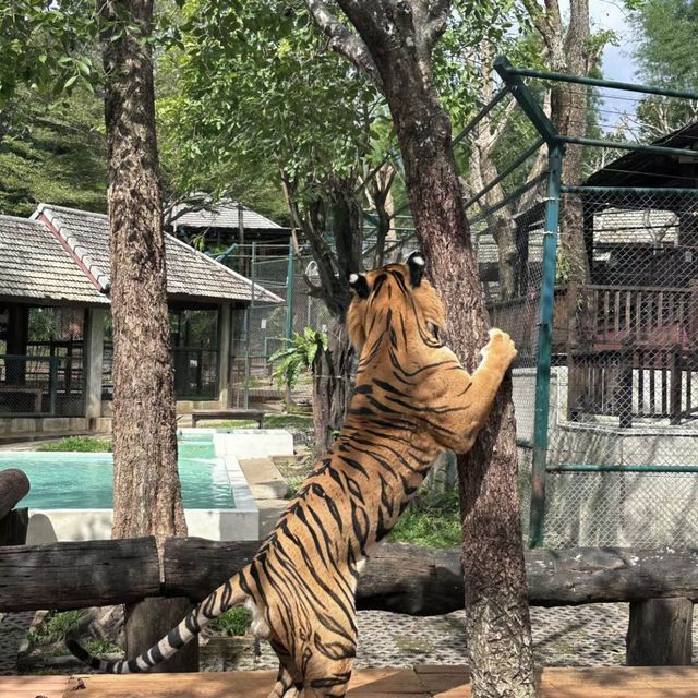 🇹🇭清邁.明知山有虎🐯偏向虎🐯山行🙆🏻‍♂️